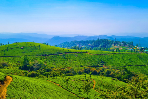 Munnar Alleppey Honeymoon Package: 3 Nights & 4 Days